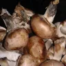 Dollar General - mushrooms/ management - Photo 2