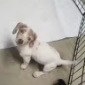 PuppyFind - breeder sold me a deaf puppy with vision problems