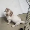 PuppyFind - breeder sold me a deaf puppy with vision problems - Photo 1