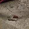 Home Depot - contractor carpet pad - Photo 2