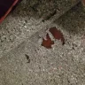 Home Depot - contractor carpet pad - Photo 4