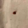 Days Inn - bed bugs