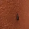 Motel 6 - cockroaches, black mold, and disrespectful manager - Photo 1