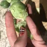 Costco - brussels sprouts are inedible, all full of holes from bugs