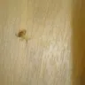 Motel 6 - too loud/ roaches - Photo 2