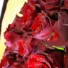 Serenata Flowers - damaged flowers