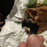 Wendy’s - found and object in my home style chicken sandwich
