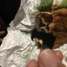 Wendy’s - found and object in my home style chicken sandwich - Photo 2