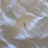 Motel 6 - downtown palm springs motel room 217 - bed bugs - Photo 2