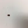 Motel 6 - downtown palm springs motel room 217 - bed bugs - Photo 3