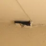 Days Inn - 3 wasp nest outside my room door - Photo 1