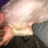 Petco - grooming - Photo 1
