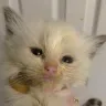 Baby Blue Eyes Ragdoll Cattery - sick kittens