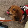 Menards - Dog in store - Photo 1