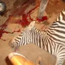 1st Lake Properties / James Favrot / Parker Favrot / Favrot & Shane Companies, Inc. - 1st lake properties love to slaughter animals for fun! - Photo 3