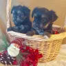 Precious Paws and Claws - breeder maltese, yorkie, biewers, persian cats - Photo 1
