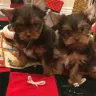 Precious Paws and Claws - breeder maltese, yorkie, biewers, persian cats