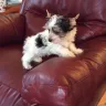 Precious Paws and Claws - breeder maltese, yorkie, biewers, persian cats
