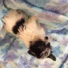 Precious Paws and Claws - breeder maltese, yorkie, biewers, persian cats - Photo 4