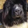 Heaven on Earth Newfoundland Dogs - lack of facts more here say