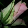 Prestige Flowers - rubbish - Photo 1