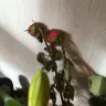 Serenata Flowers - overcharging and delivering dead blooms. charming! - Photo 2