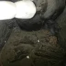 Menards - bears I bought online - Photo 6