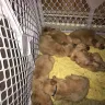Golden Sunrise Puppy Farm - poor dog breeder / purchased a golden retriever that was sick and had to be put down within 48 hrs