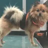 Petco - Cashier and groomer