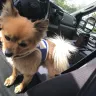 Petco - Cashier and groomer - Photo 2
