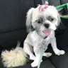 PetSmart - grooming