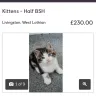 Gumtree - kitten bought - Photo 2