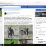 McGrath Mountain Shepherds / (902)771-2887 sara hilliard (BUYER BEWARE) SCAM! - German Shepherd Scam Breeder IN N.S. (BUYER BEWARE) SCAM! McGrath Mountain Shepherds