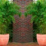 Gardening Express - Supply of plants through groupon - Photo 2