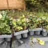 Gardening Express - gardening express plant delivery - Photo 2