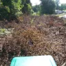 Asplundh Tree Expert - tree cutting - Photo 1