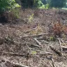 Asplundh Tree Expert - tree cutting - Photo 2
