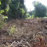 Asplundh Tree Expert - tree cutting - Photo 4