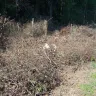 Asplundh Tree Expert - tree cutting - Photo 5