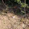 Asplundh Tree Expert - tree cutting - Photo 6