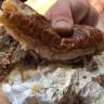 Sheetz - steak and cheese sub