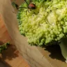Coles Supermarkets Australia - broccoli - Photo 2