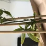 Gardening Express - damaged plant delivered