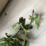 Gardening Express - damaged plant delivered