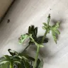 Gardening Express - damaged plant delivered - Photo 4