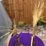 Gardening Express - Dead plants - Photo 1