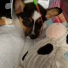 Grazing H Ranch Homedale Idaho - Toy australian sheppard puppy breeder - Photo 1 - comment #2119274