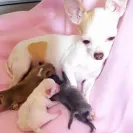 Djchihuahua - Fraud - Photo 1 - comment #1730132