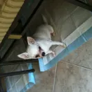 Djchihuahua - Fraud - Photo 1 - comment #1761364