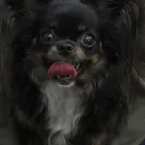 Djchihuahua - Fraud - Photo 1 - comment #2081103